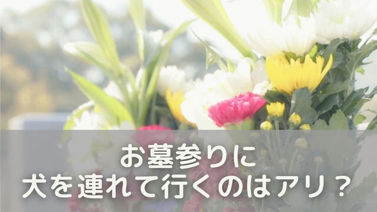 お墓参りに犬を連れて行くのはアリ？マナーの考え方