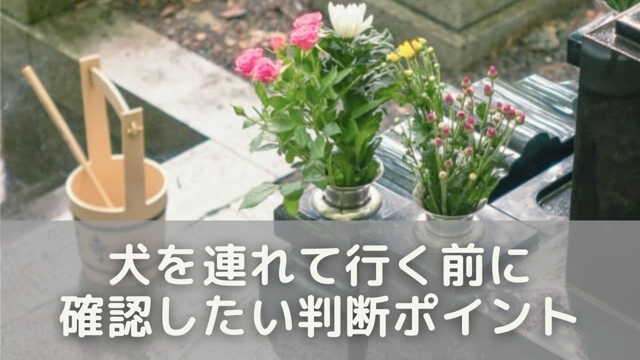 犬を連れて行く前に確認したい判断ポイント